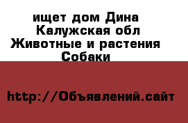 ищет дом Дина - Калужская обл. Животные и растения » Собаки   